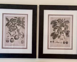 The Walnut Tree (left) & The Beech Tree (right) Prints