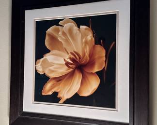 Magnolia Photograph