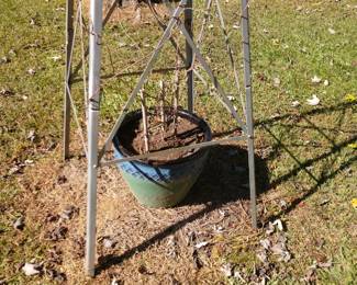 Fabulous pot. Plant needs some TLC