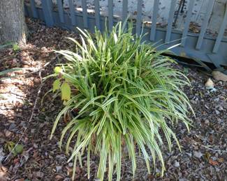 Another pretty plant