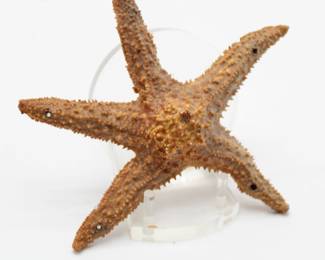 Small Natural Dried Starfish
