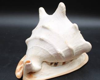 Large Queen Helmet Conch Shell
