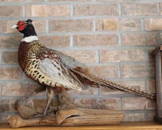 Pheasant mount