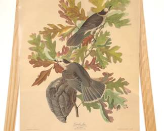 Audbon Print