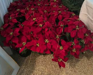 lots of poinsettias