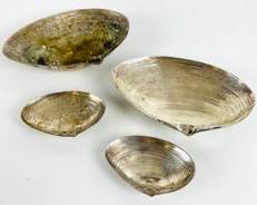 4 Vintage Sterling Silver Seashells Dish bowls 197 grams
