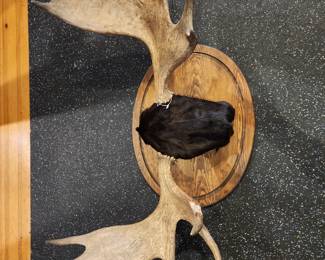 LARGE MOOSE ANTLER SET