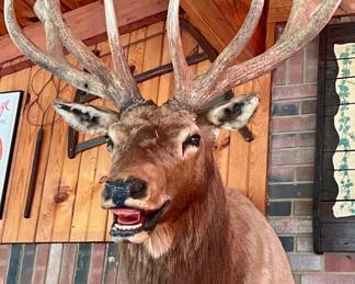 Huge mounted elk head.  Scored over 400 on Boone and Crocket.