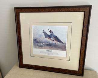 Lot 5866 Framed Bird Art  Gambel Quail