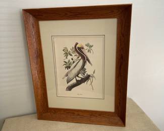 Lot 5859 Framed Bird Art  Brown Pelican