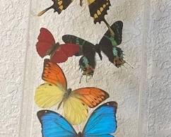Real 3D Framed Butterflies