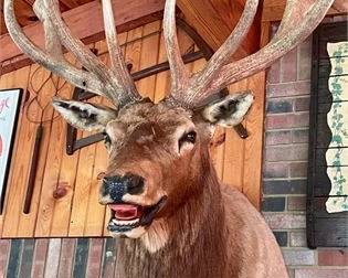 Lot 098   26 Bid(s)
Large Taxidermy Elk Head