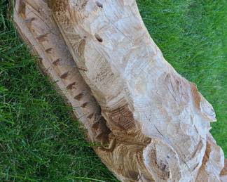5 foot carved wooden crocodile 