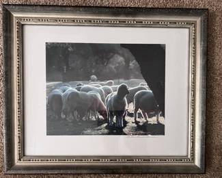 Signed sheep photograph