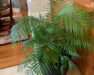 #5 Potted Mixed Palm Frond w/peace lily - 40" Tall $25.00