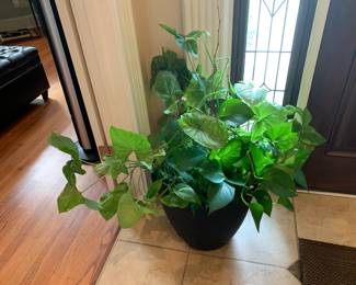 #6 Potted Plant in Black Plastic Container - 32" Tall $25.00