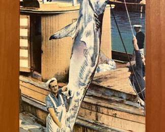 A small sample of the hundreds of postcards: "Man-eating Shark, Miami, FL"