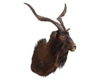 Catalina Goat Shoulder Mount Taxidermy