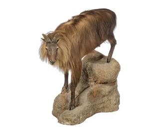 Himalayan Tahr Full Body Mount Taxidermy