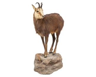 New Zealand Chamois Full Body Taxidermy