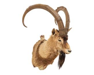 Persian Ibex Shoulder Mount Taxidermy