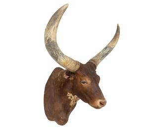 Ankole Watusi Longhorn Shoulder Mount Taxidermy