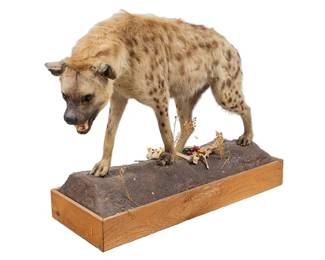 Spotted Hyena Full Body Taxidermy