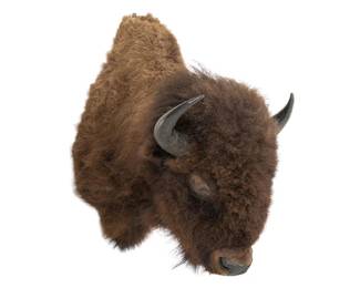 Buffalo Shoulder Mount