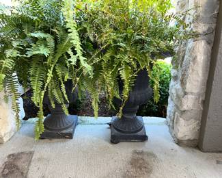 Pair of Potted Fern plants