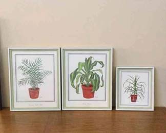 House Plants That Dont Die 