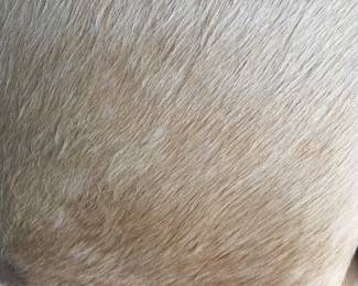 Pair of pony-haired, down-filled throw pillows. Dimensions: 17' x 17' square. $50 each.