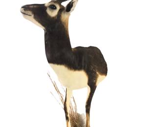 Antelope Pedestal Shoulder Mount Taxidermy 