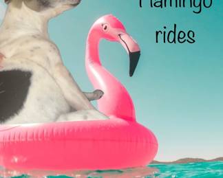 Sweet pea has more time off… Playing with flamingos