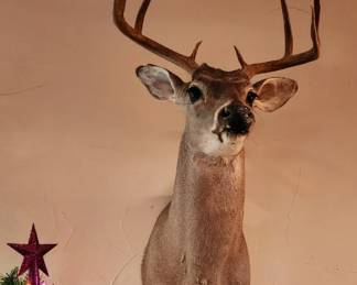 Taxidermy | Shoulder Mount Deer 