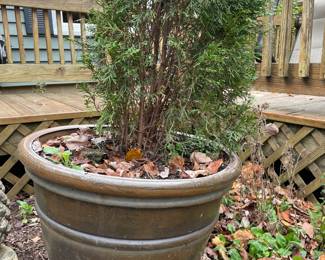 Arborvitae Shrubs & Pots