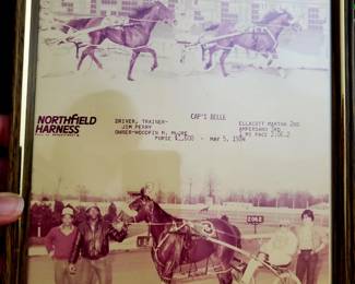 Northfield Harness race horse photo 