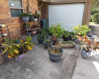 Plants in pots for sale.