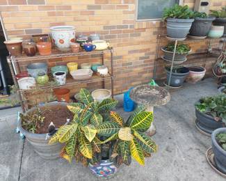 Flowers in pots; small pots