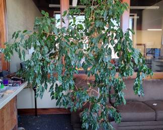 Live Ficus Trees, Qty 2, And Palm Plant