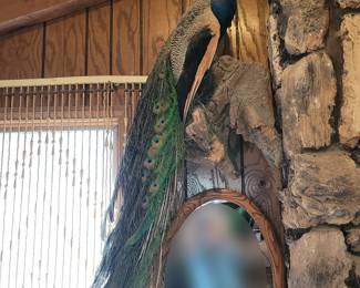 Taxidermy Peacock - $250
