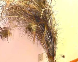 Peacock Feathers