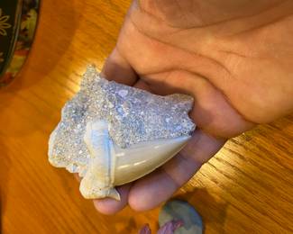 An example of a fossil collection.