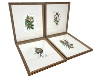 Set of Four Botanical Lithographs
