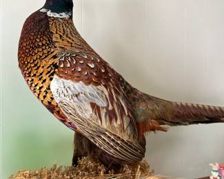 Pheasant taxidermy 
