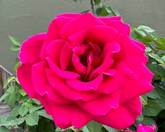 A Beautiful Bloom...