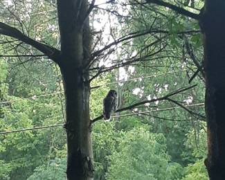 This Guy Has Been Watching Over The House.  You Have Been Warned