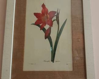 Hand-tinted Engraving by Redoute