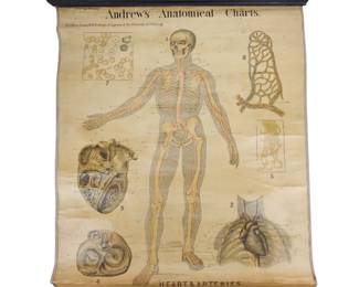 Pull Down Anatomical Chart