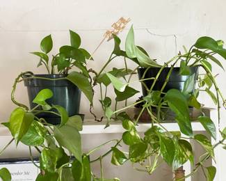 Healthy Living Potted Plants