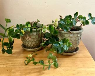 Kalanchoe Plants in Pretty Pots